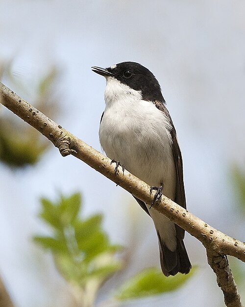 European pied flycatcher